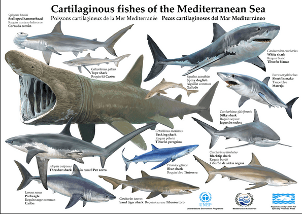 Лайфхаки / Акулы, обитающие в Средиземном море