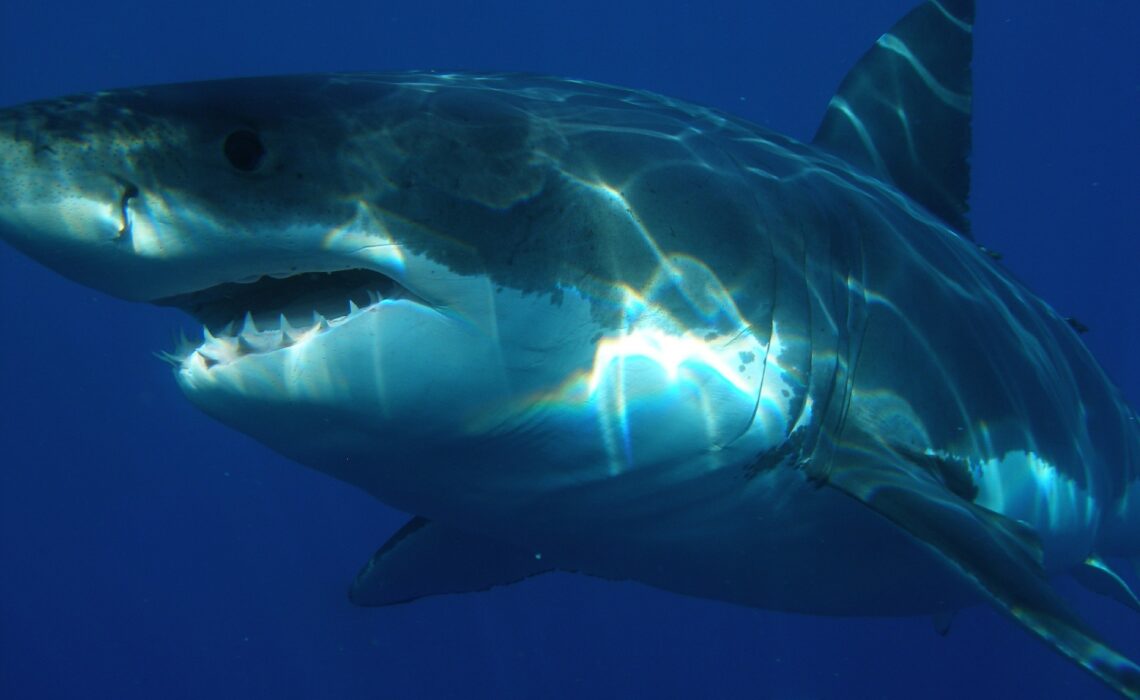 Опасные животные Средиземноморья. Большая белая акула
