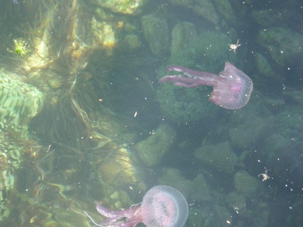 Медузы Средиземноморья
