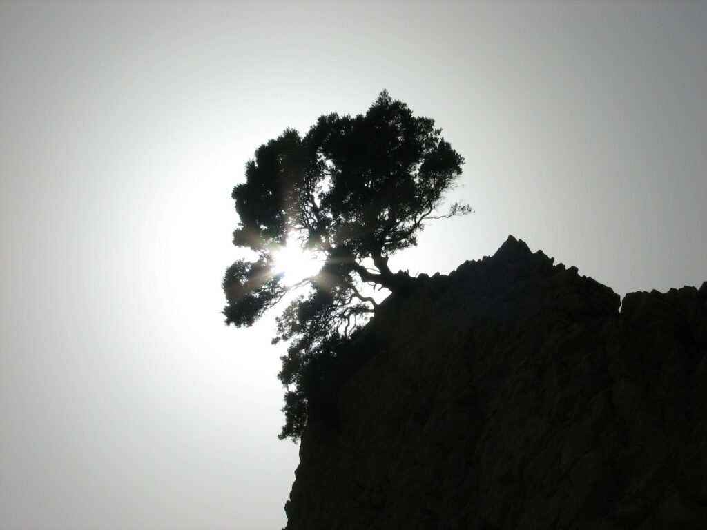 Остров Кос. Термы. Дерево на скале